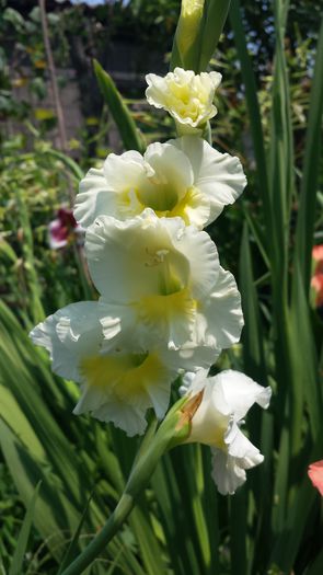 20150719_143939 - Florile mamei 2015