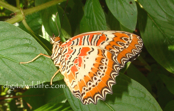 lacewing - fluturi