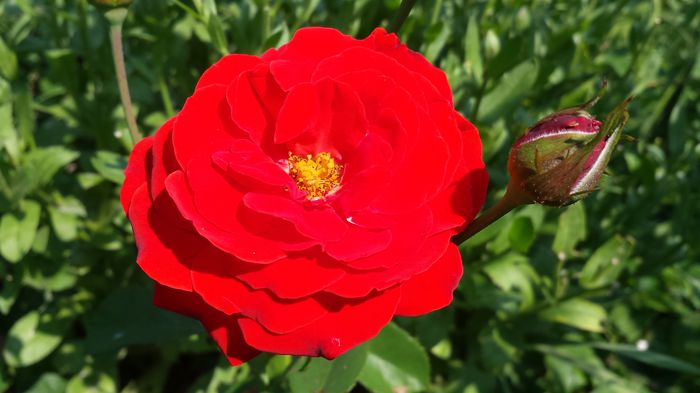 20150719_143843 - Florile mamei 2015
