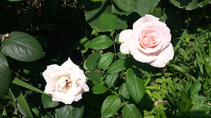 20150719_143523 - Florile mamei 2015