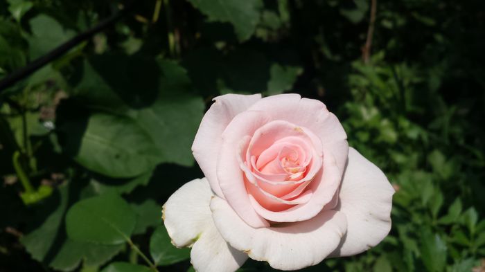 20150719_143514 - Florile mamei 2015