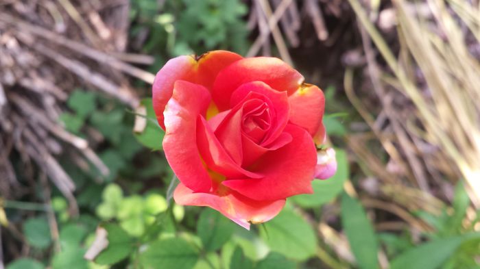 20150719_130412 - Florile mamei 2015
