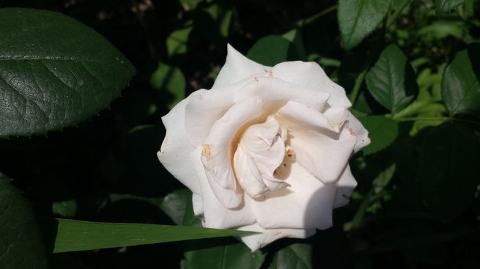 20150719_143517 - Florile mamei 2015
