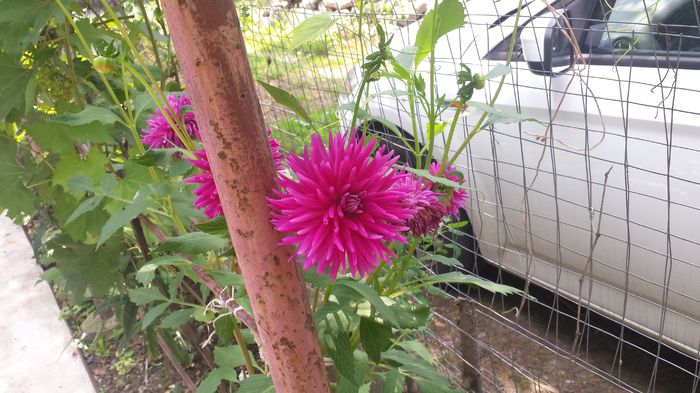 20150719_130324 - Florile mamei 2015