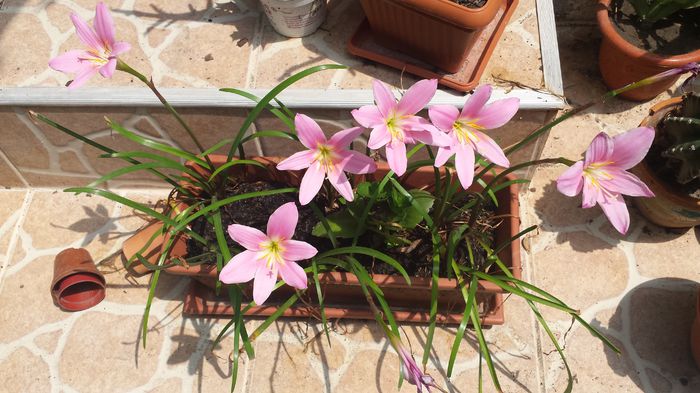 20150719_130309 - Florile mamei 2015
