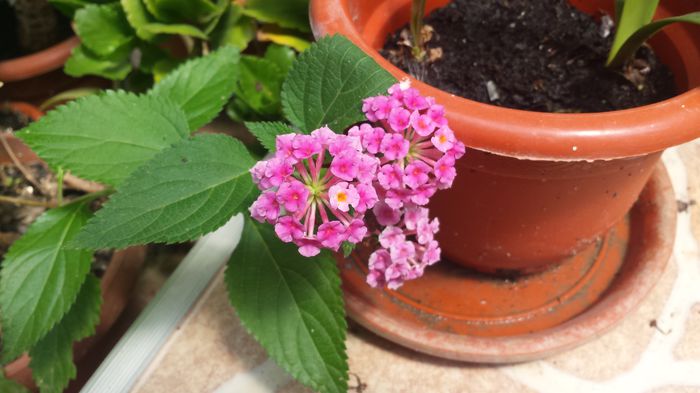 20150719_130300 - Florile mamei 2015