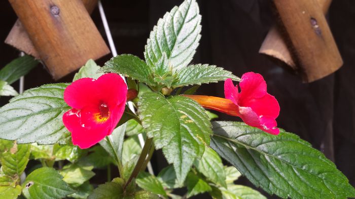 20150719_130226 - Florile mamei 2015