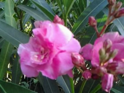roseum - leandrii 2015