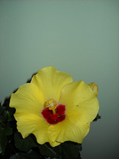 Adonicus Yellow - HIBISCUS-2015