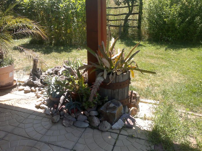 017 - u-Abutilio-strelitzia-cactus----flori personale