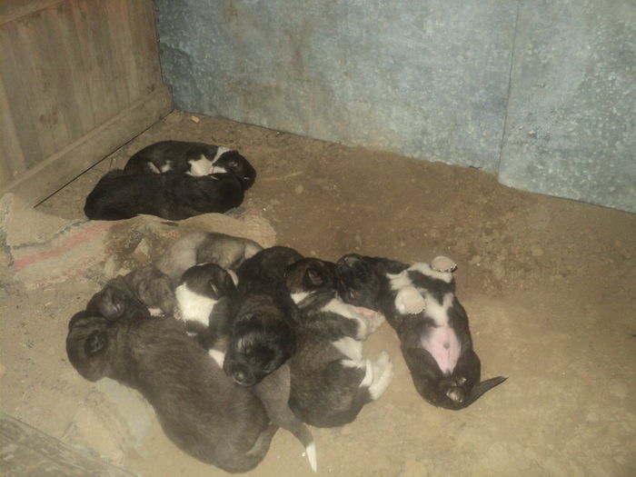 PUI NASCUTI IN 07.07.2015