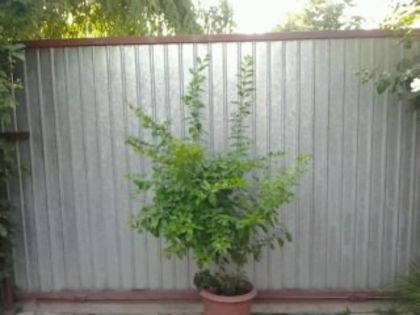 duranta repens - alte flori 2