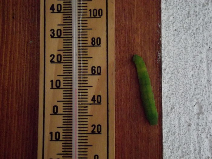 DSCF2572 omida la 10 grade celsius