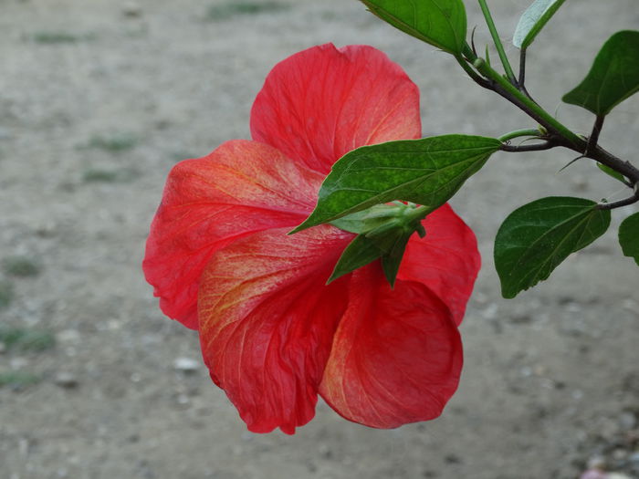 DSC02808 - Plante in ghiveci 2015