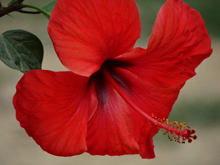 DSC02803 - Plante in ghiveci 2015