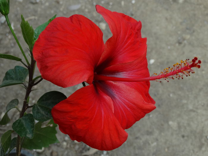 DSC02742 - Plante in ghiveci 2015