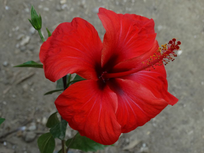 DSC02741 - Plante in ghiveci 2015