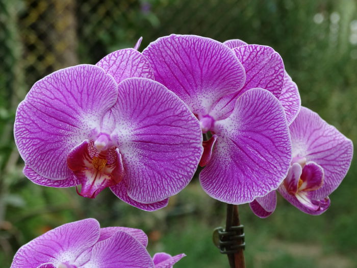 DSC02807 - Plante in ghiveci 2015