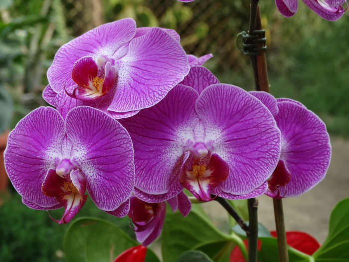 DSC02806 - Plante in ghiveci 2015