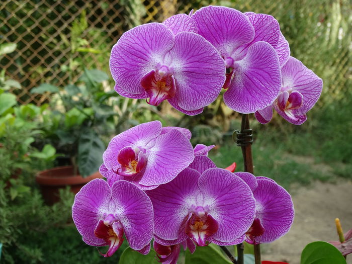 DSC02805 - Plante in ghiveci 2015