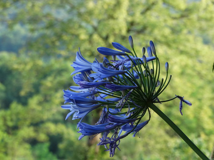 DSC02810 - Plante in ghiveci 2015