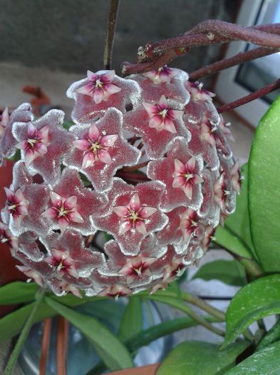 20150724_074816 - pubicalyx silver pink