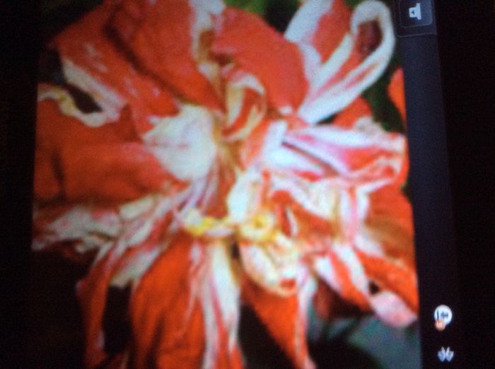 Pentru Chiorașcumioara.:)))