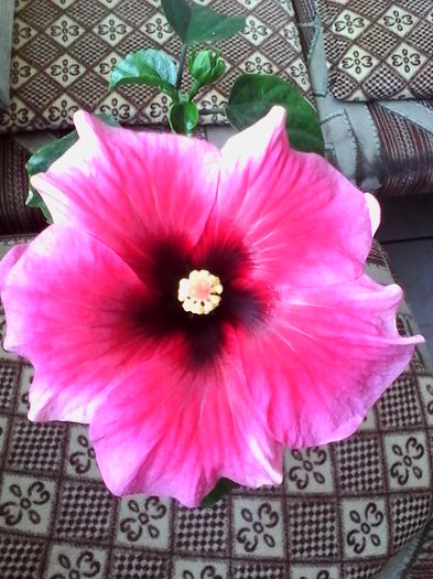 IMG_20150724_091004 - Hibiscus Pink Dream