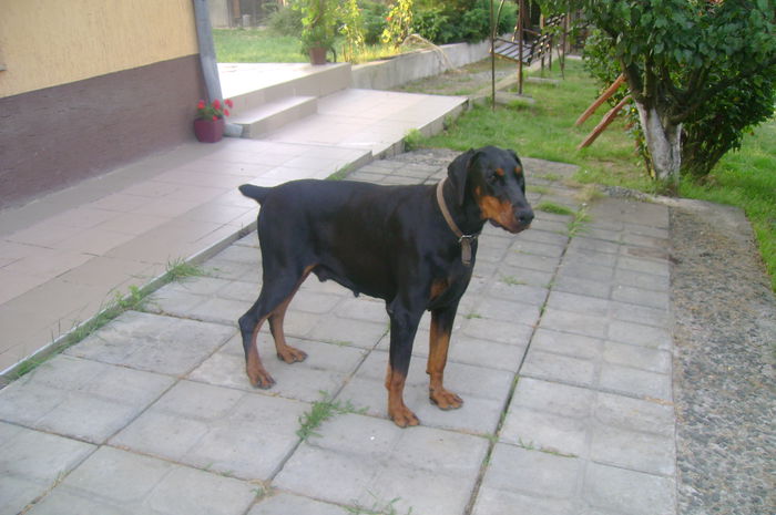 DSC04105 - dobermani si Iluzia fica mea