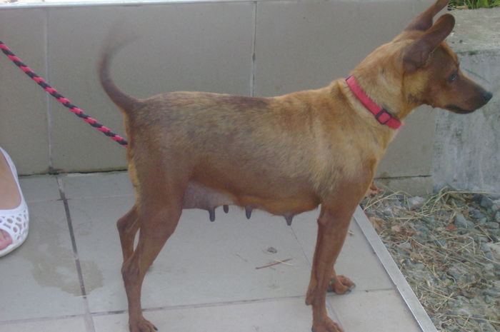 DSC04133; DIDI 3X EXC. CACIB
