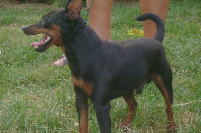 DSC04148 - dobermani si Iluzia fica mea