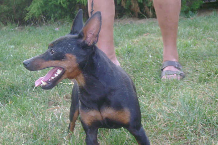 DSC04152 - dobermani si Iluzia fica mea