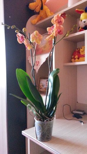 20150723_183338[1] - ORHIDEE