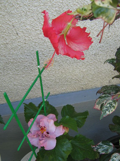 Picture My plants 4549 - Hibi Linda Pearl