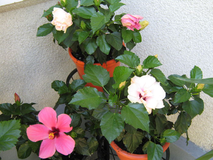 Picture My plants 4548 - HIBISCUSI 2015