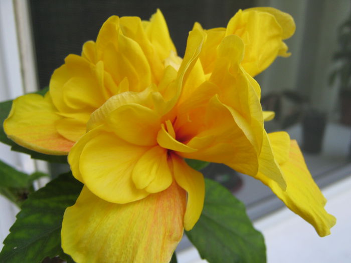 24 iulie 2015 - HIBISCUSI 2015