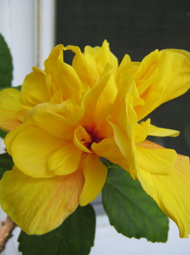 Koenig - HIBISCUSI 2015