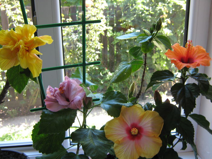 Picture My plants 4560 - HIBISCUSI 2015