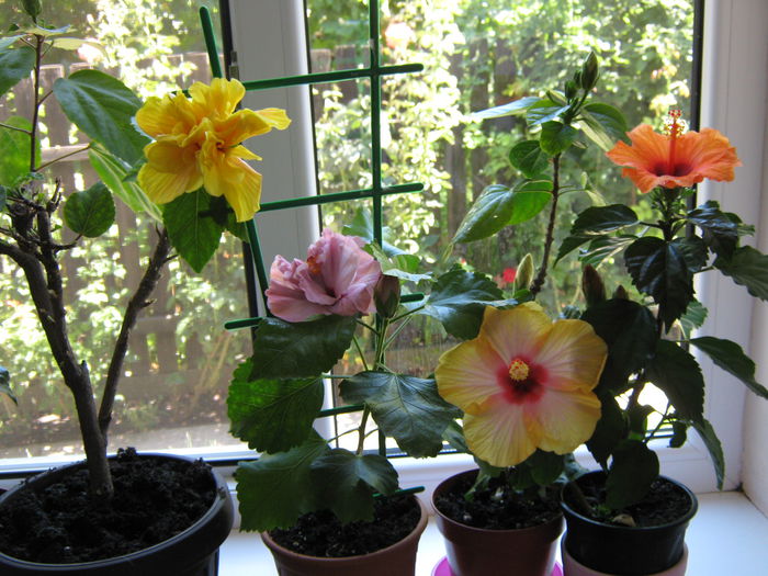 Picture My plants 4562 - HIBISCUSI 2015