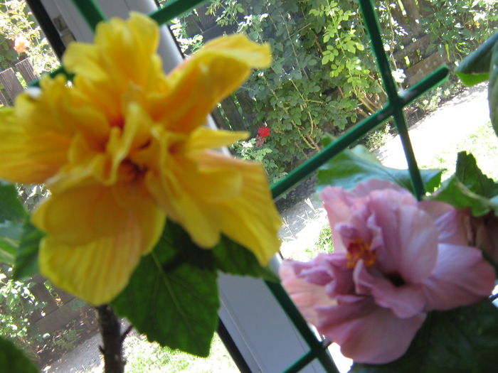 24 iulie 2015 - HIBISCUSI 2015