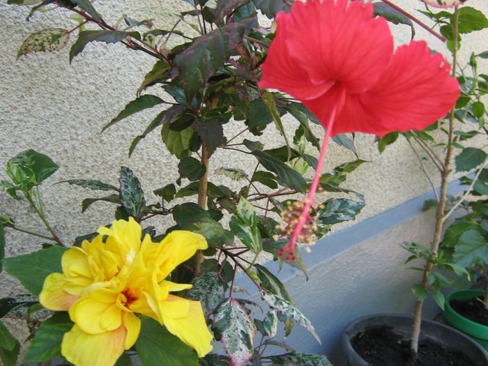 Picture My plants 4563 - HIBISCUSI 2015