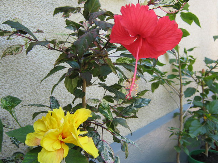 Picture My plants 4564 - HIBISCUSI 2015