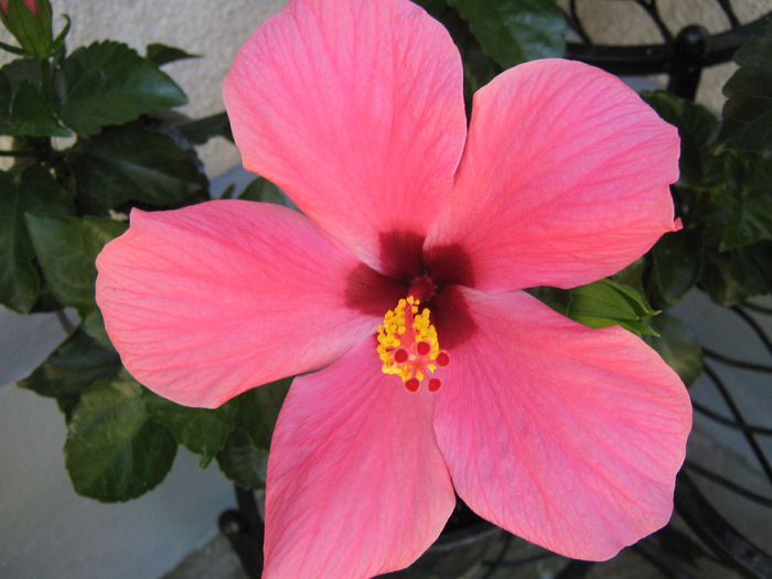 Picture My plants 4566 - HIBISCUSI 2015