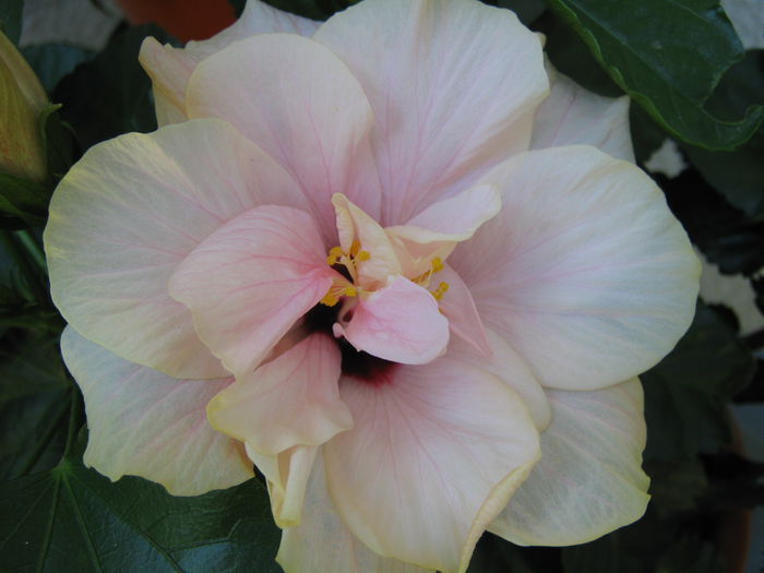 Picture My plants 4567 - HIBISCUSI 2015