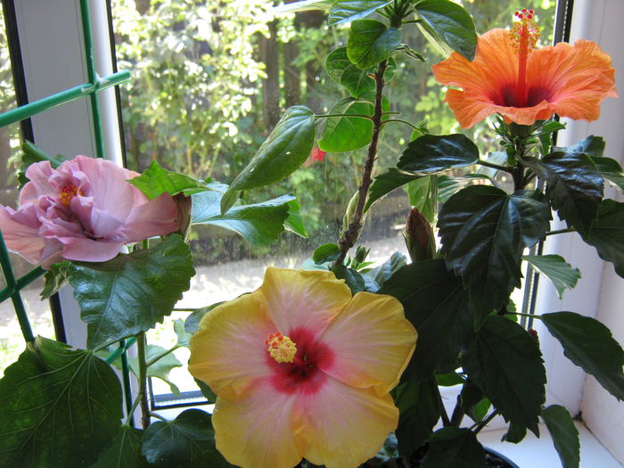 Picture My plants 4550 - HIBISCUSI 2015