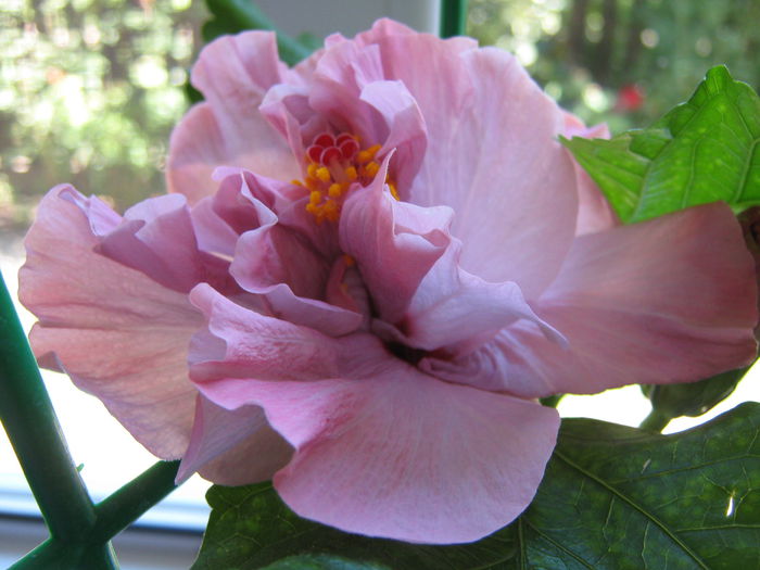 Picture My plants 4553 - HIBISCUSI 2015