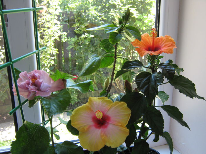 Picture My plants 4554 - HIBISCUSI 2015