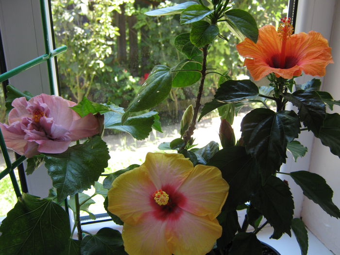 Picture My plants 4556 - HIBISCUSI 2015