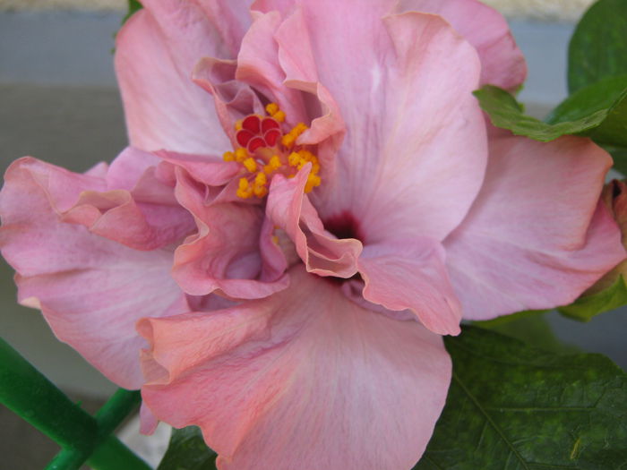 24 iulie 2015 - HIBISCUSI 2015