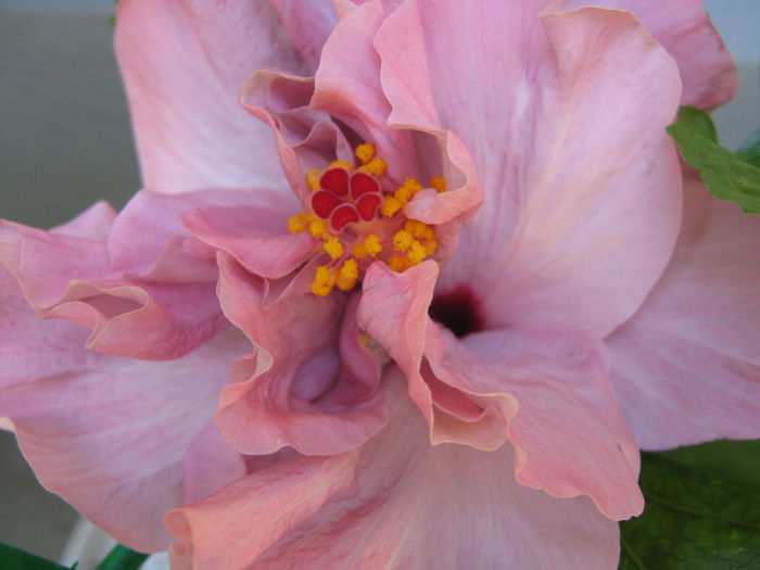 LINDA PEARL - HIBISCUSI 2015